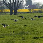 Gänse im Landeanflug