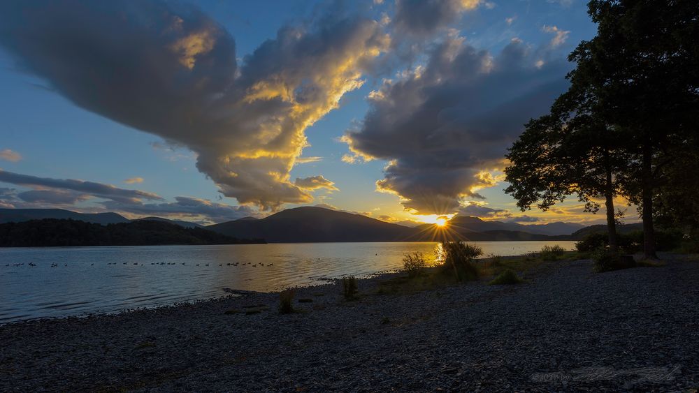 Gänse im Loch Lomond