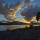 Gänse im Loch Lomond