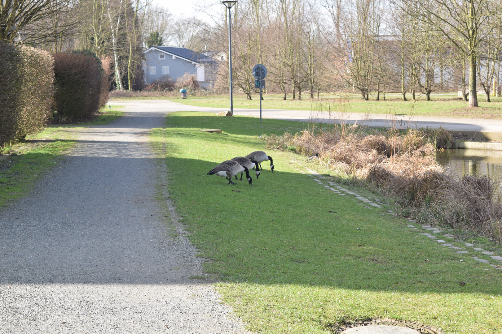 Gänse im März