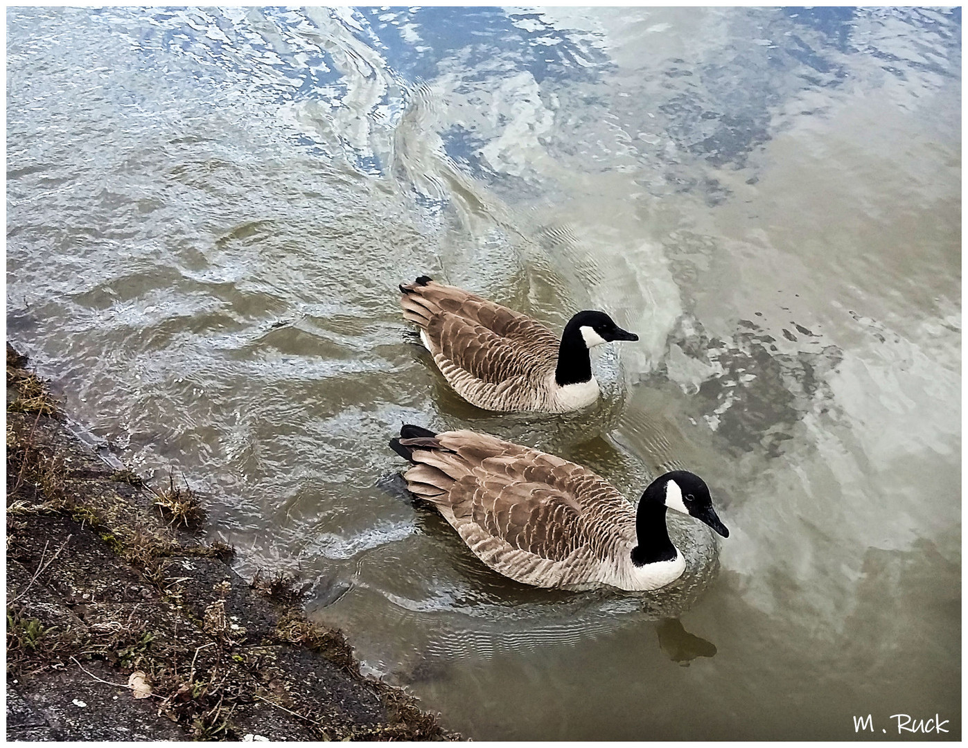Gänse im Main unterwegs Foto & Bild tiere, wildlife, wildlife