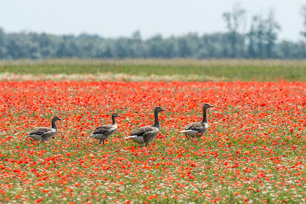 Gänse im Mohnfeld