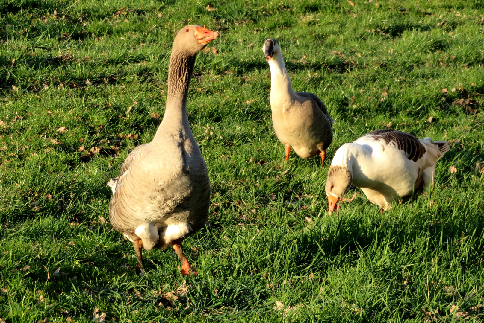 Gänse im Moor ...