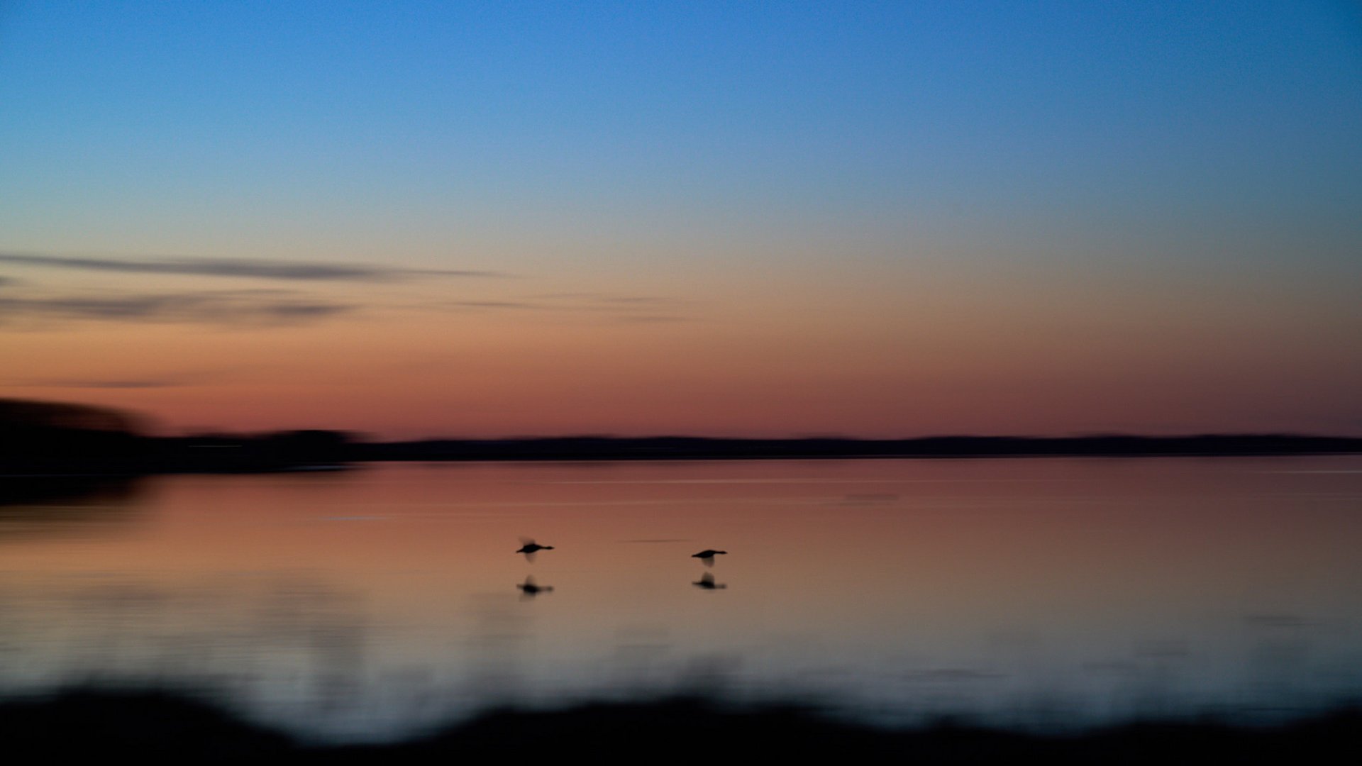 Gänse im Morgengrauen