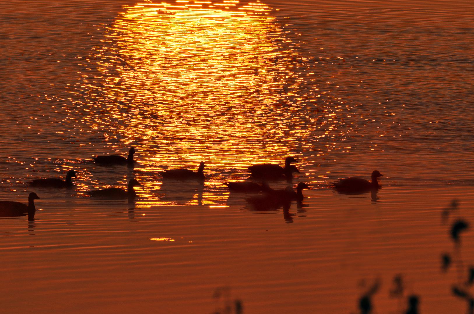 Gänse im Morgenlicht