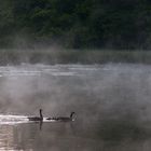 Gänse im Morgennebel 2