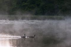 Gänse im Morgennebel 2