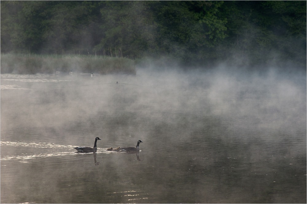 Gänse im Morgennebel 3