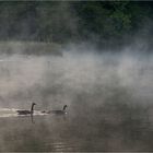 Gänse im Morgennebel 3