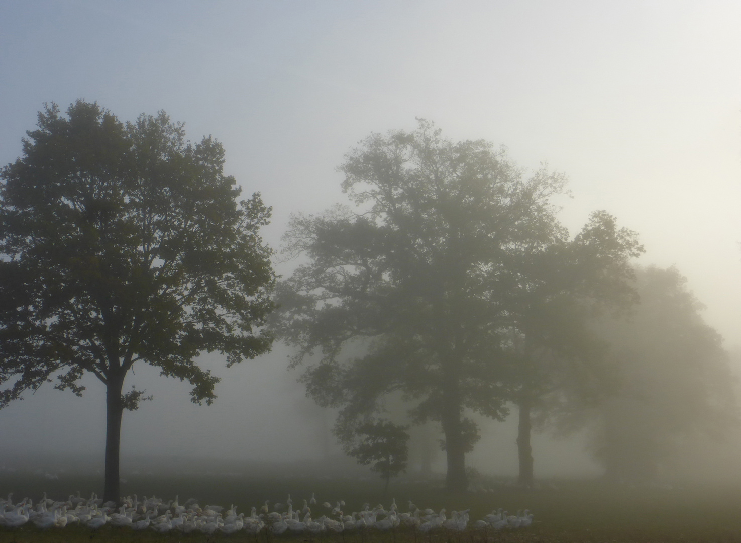 Gänse im Morgennebel