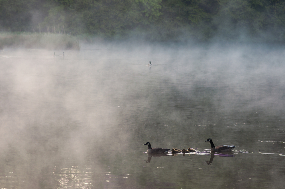 Gänse im Morgennebel