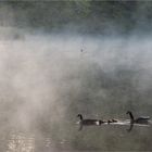 Gänse im Morgennebel