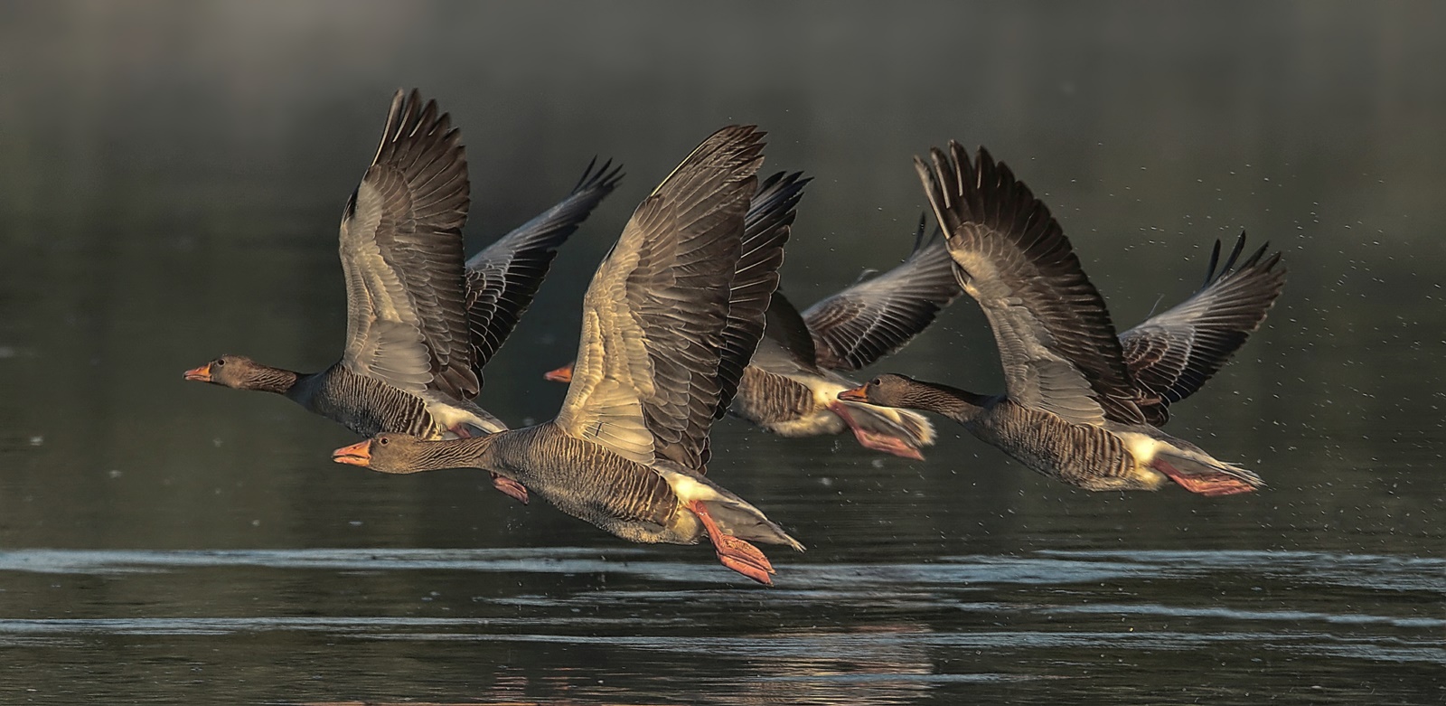 Gänse im Morgennebel 