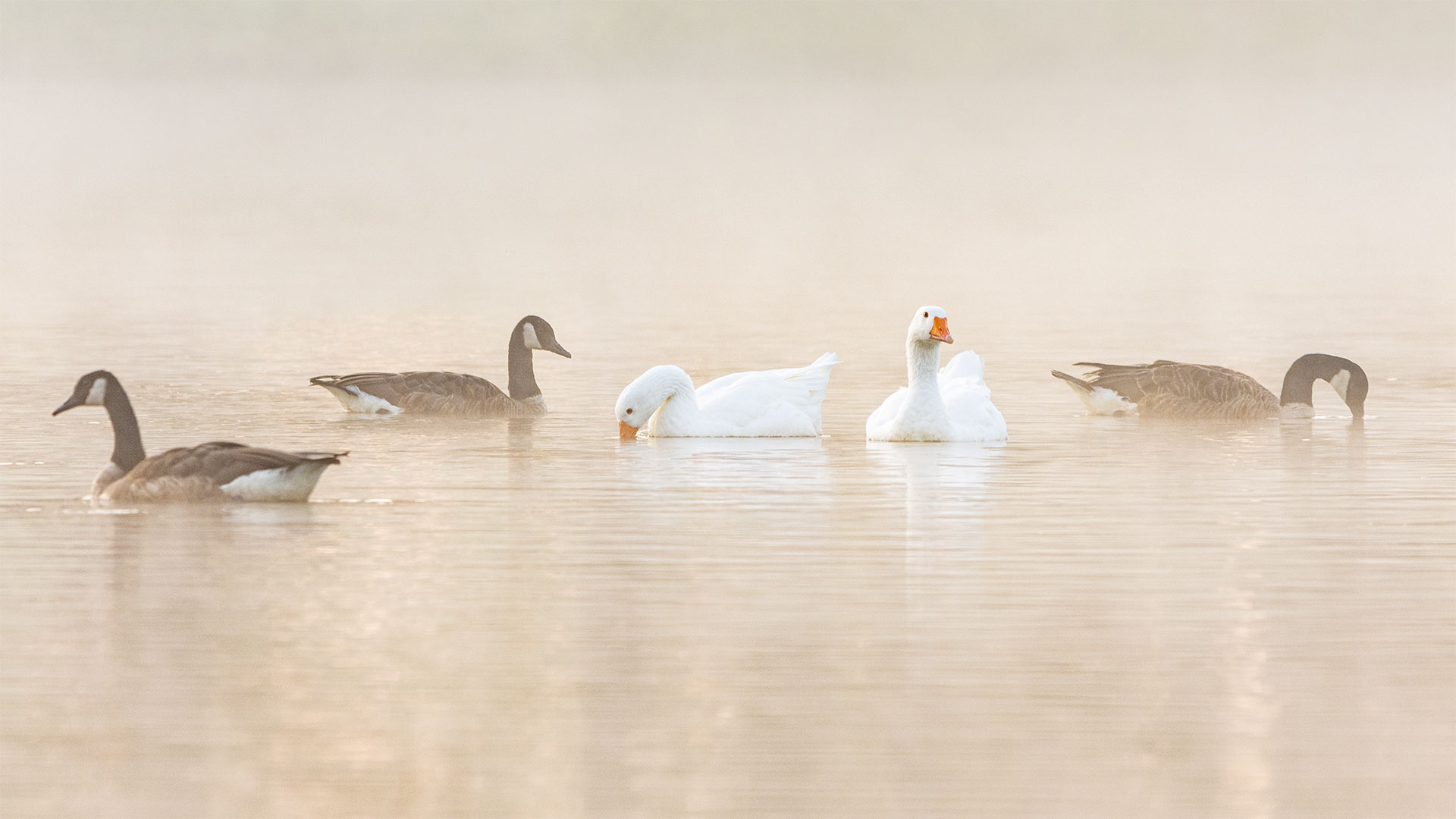 Gänse im Morgennebel