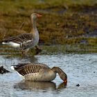 Gänse im Naturpark "Zwanenwater" in Callantsoog