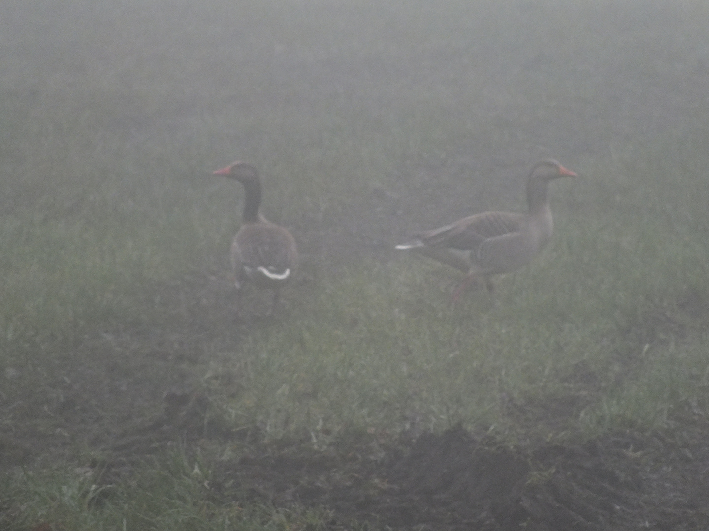 Gänse im Nebel