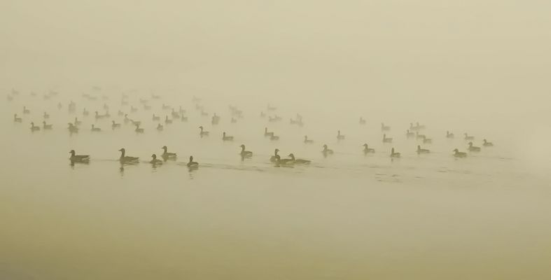... Gänse im Nebel