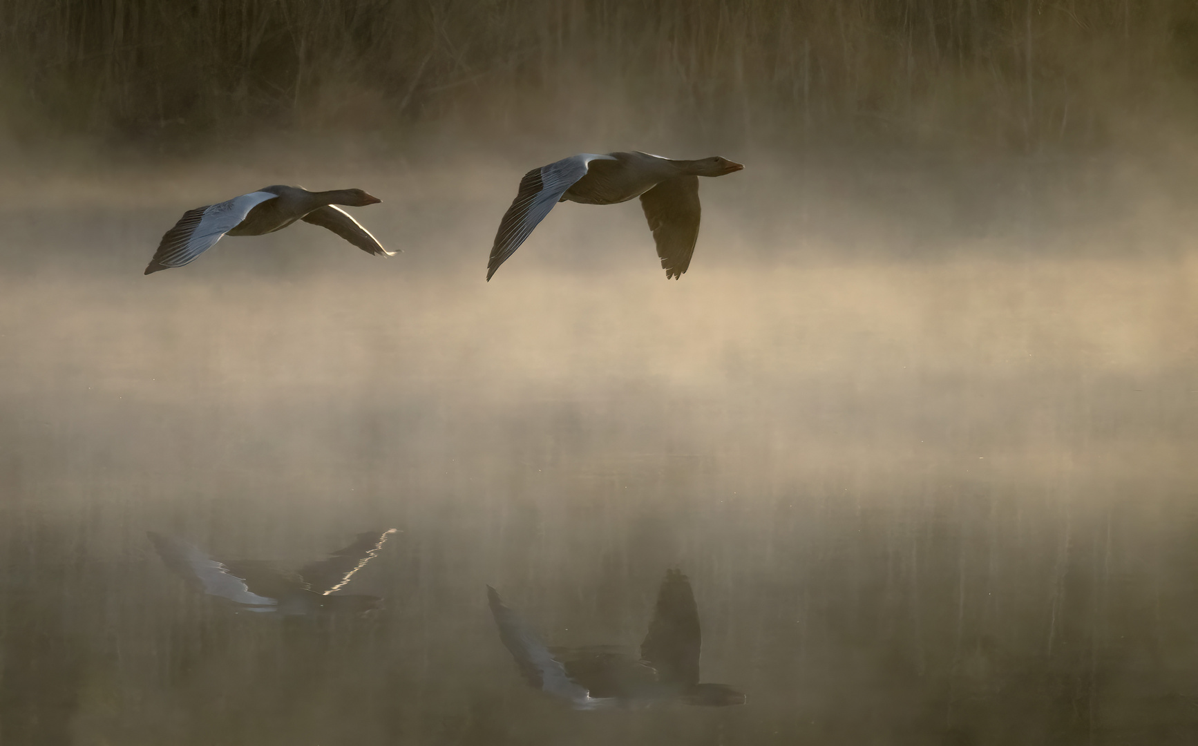 Gänse im Nebel