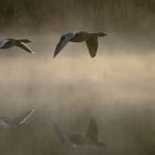 Gänse im Nebel