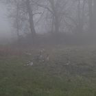 Gänse im Nebel