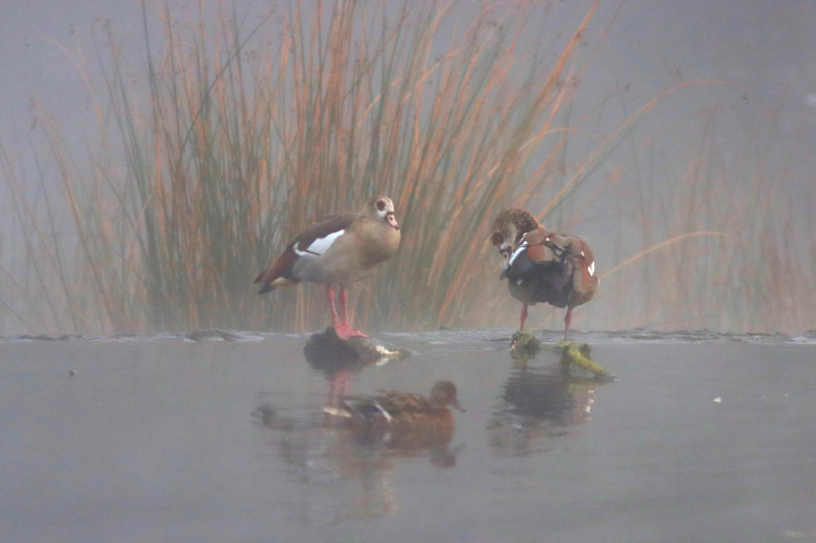 Gänse im Nebel