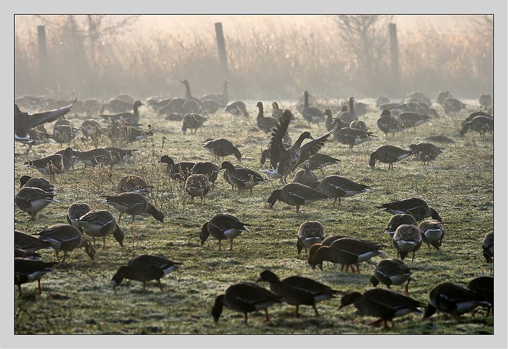 Gänse im Nebel