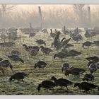 Gänse im Nebel