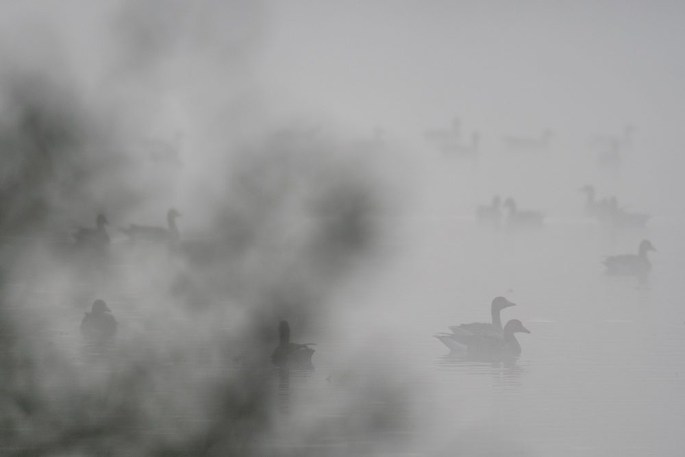 Gänse im Nebel