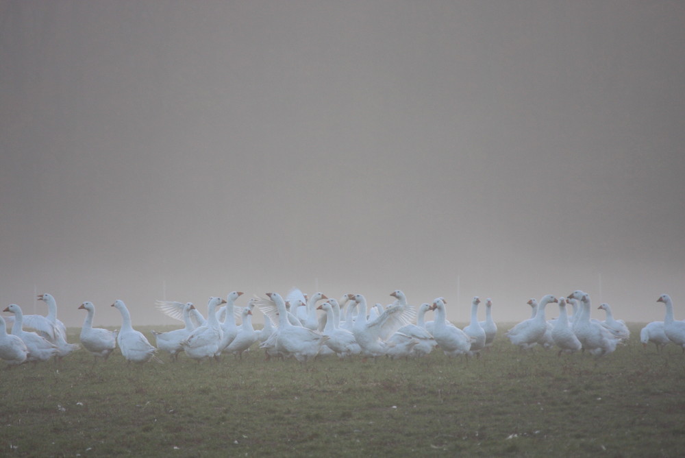 Gänse im Nebel