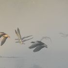 Gänse im Nebel