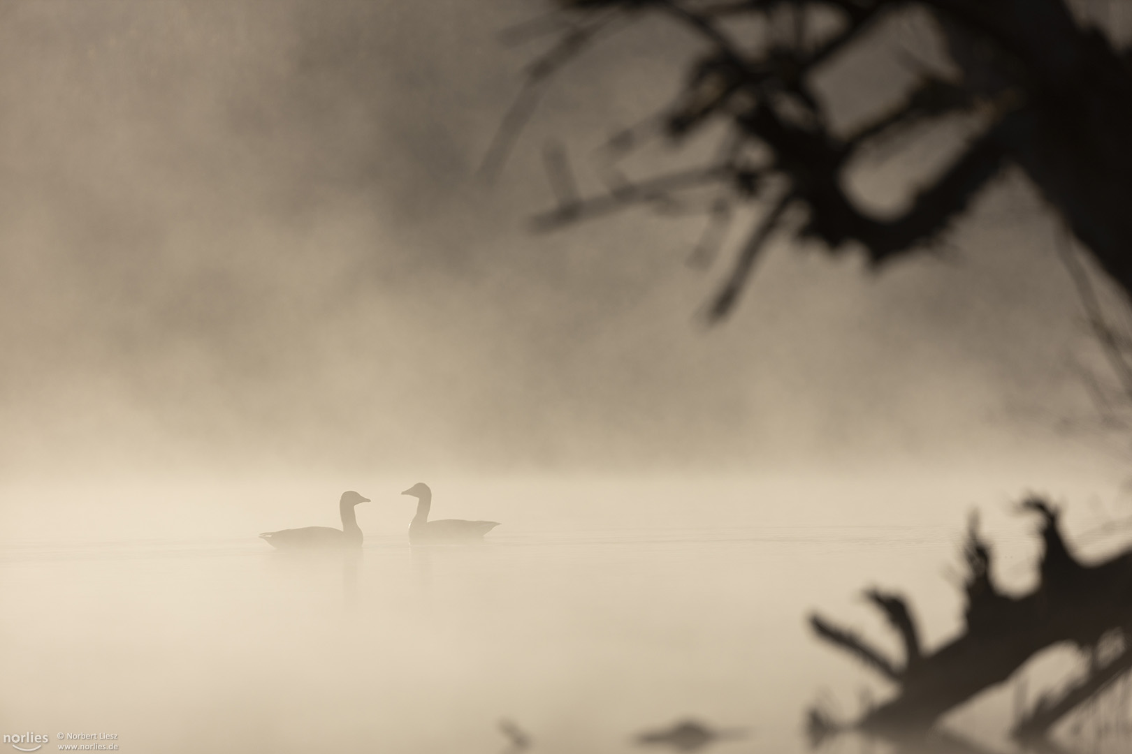 Gänse im Nebel