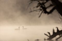 Gänse im Nebel