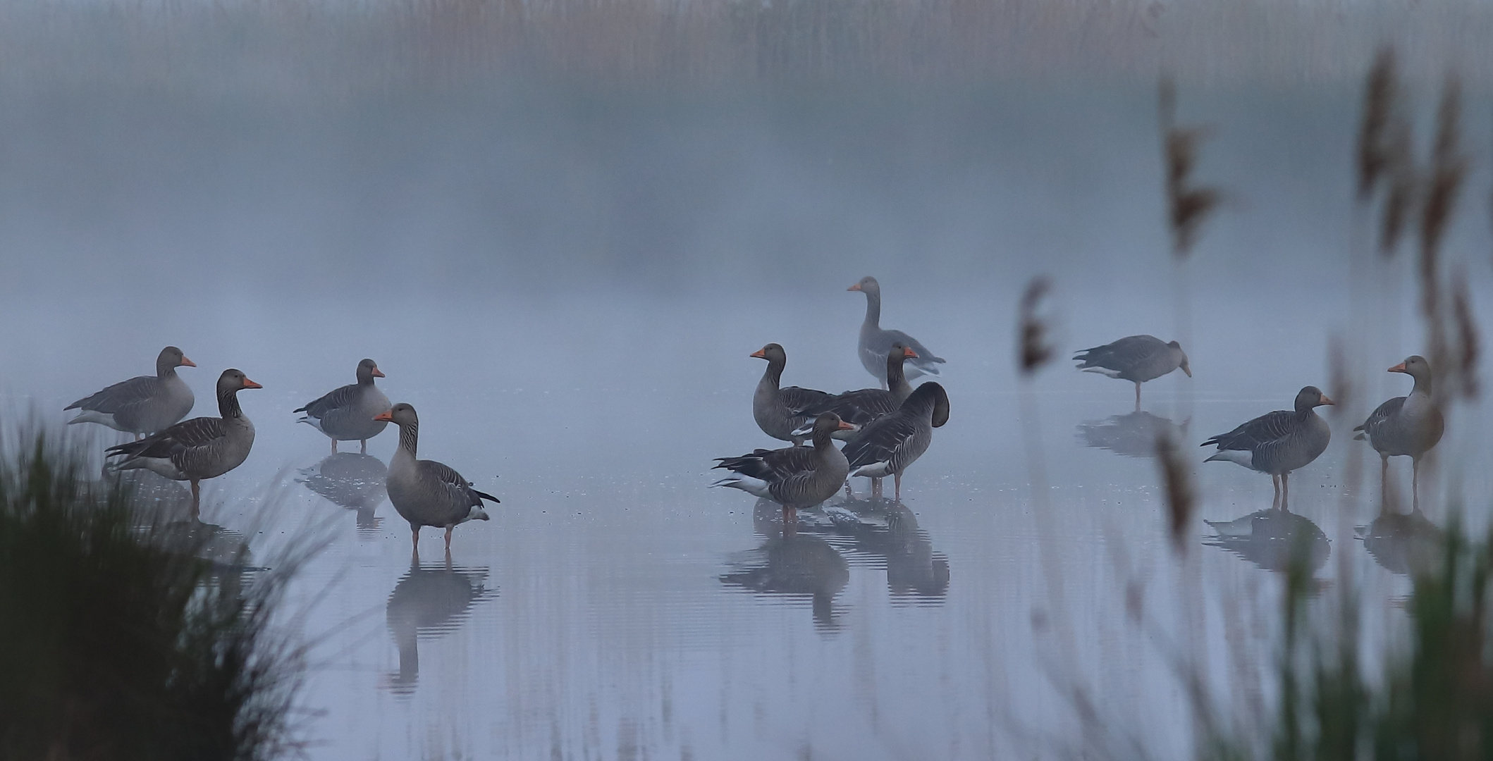 Gänse im Nebel