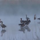 Gänse im Nebel