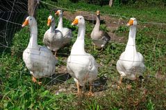 Gänse im Niederrheinischen Freilichtmuseum