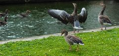 Gänse im Nymphenburger Schlosspark