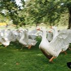 Gänse im Obstgarten