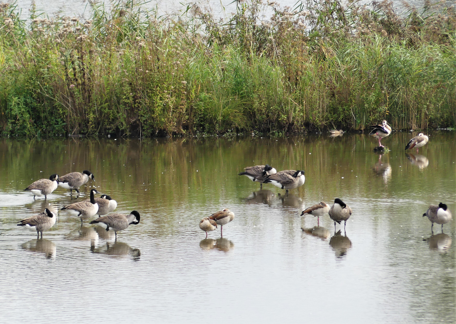 Gänse im Ökosee