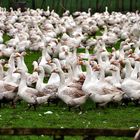 Gänse im Oktober