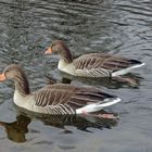 Gänse im Olympiapark 01