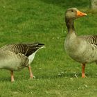 Gänse im Park