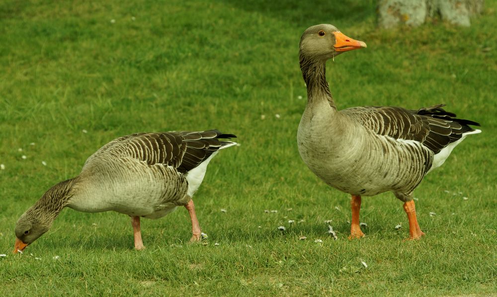 Gänse im Park