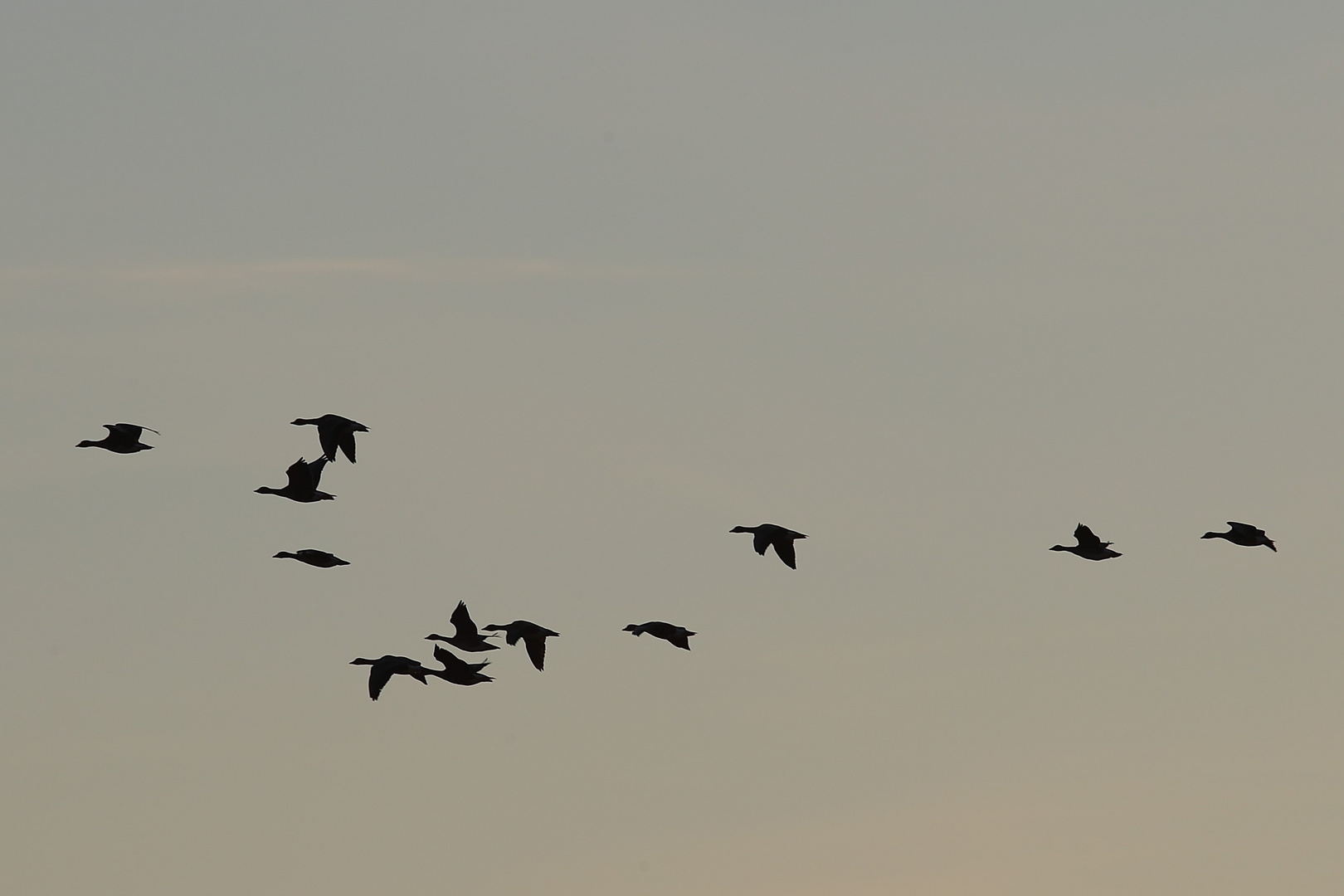 Gänse im Polder