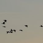 Gänse im Polder