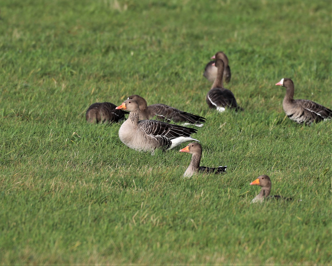 Gänse im Polder