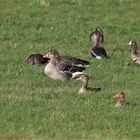 Gänse im Polder