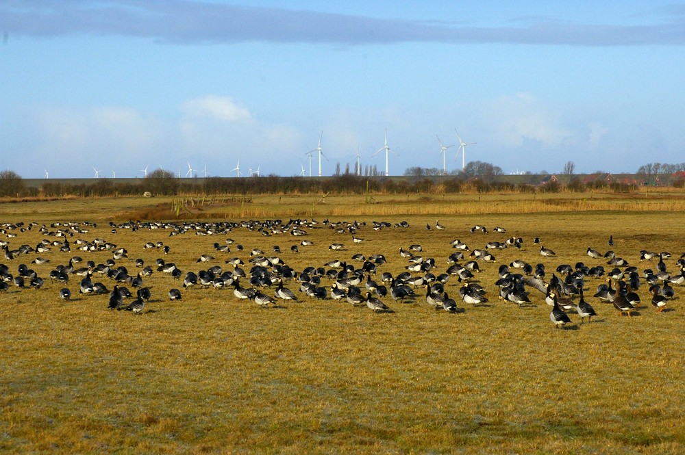 Gänse im Rheiderland (Ostfriesland) 1