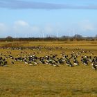 Gänse im Rheiderland (Ostfriesland) 1