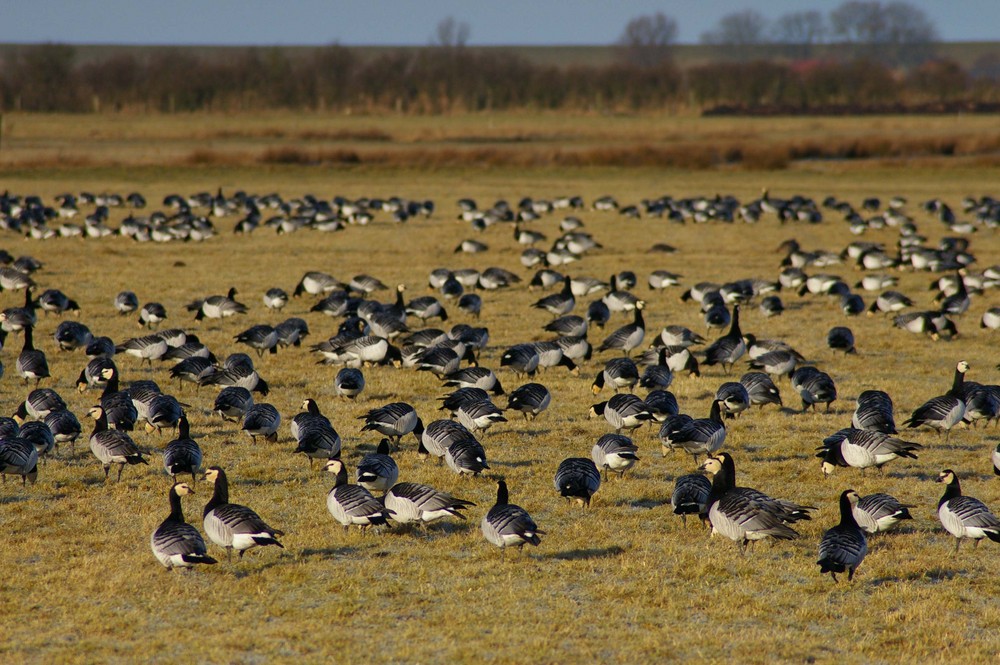 Gänse im Rheiderland (Ostfriesland) 2