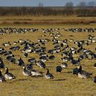 Gänse im Rheiderland (Ostfriesland) 2